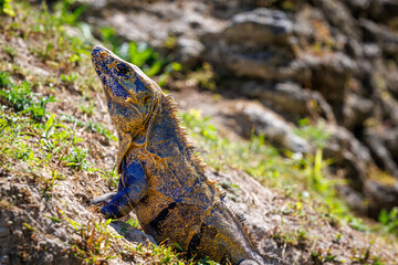 Iguana sunbathing at the Xunantunich archaeological site in Belize on the rock