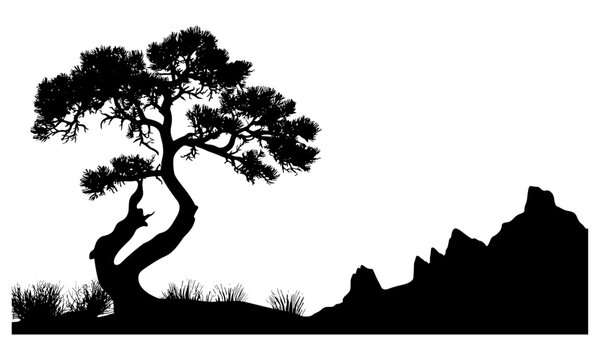 Wild forest with Juniper tree silhouette, desert landscape, black tree vector illustration, natural organic design, wilderness nature scene, scenic outdoors, environmental artwork.