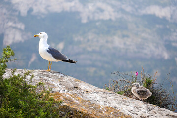 Gull and her chick perched on stone wall in Spain