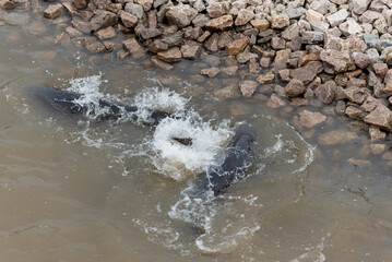 Obraz premium Lake Sturgeon spawning near the rocky shoreline on Fox River at De Pere, Wisconsin, near the dam and rapids in spring.