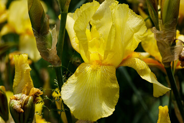 Flowers of the yellow iris, Iris pseudacorus, in the garden