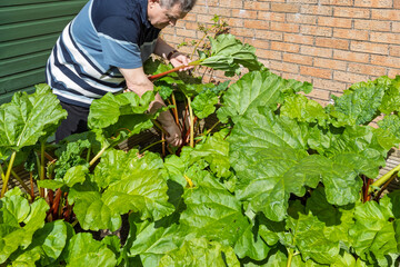 Man Picks Fresh Rhubarb in Spring FRom Raised Bed or Garden Planter in front of brock wall