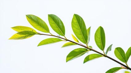 Fototapeta premium Fresh Green Leaves on a Branch Against a Bright White Sky Creating a Minimalist Image