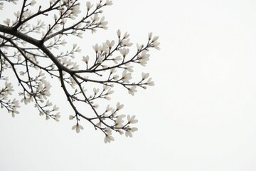 White tree branches isolated on a plain background, foliage, branch, wood