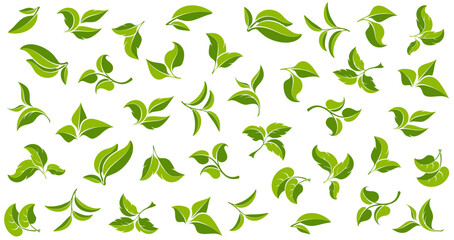 Green leaves. Various shapes leaves trees and plants. Spring and summer background template. Design of textiles, packaging and wrapping paper. Seamless pattern. Isolated. Vector illustration