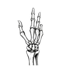 skeleton vector art illustration