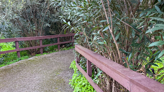 Tranquil path meanders through lush olive grove, echoing ancient harvest rituals and celebrating National Walking Day or Arbor Day