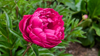Pink peony in full bloom surrounded by green leaves