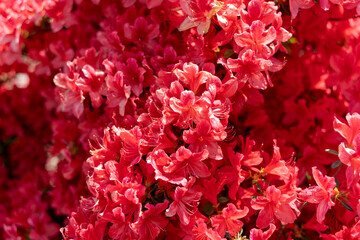 Vibrant Azalea Blooms