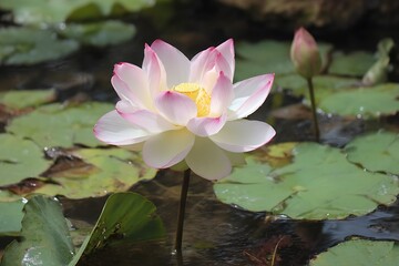 Pond lotus flower photo vibrant nature scene  
