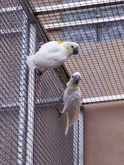 Cockatoo Pair Clinging to Aviary Wire Outdoors
