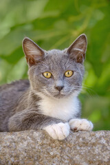 Cute kitten, bicolor grey and white, the young cat posing on a garden wall and observing curiously