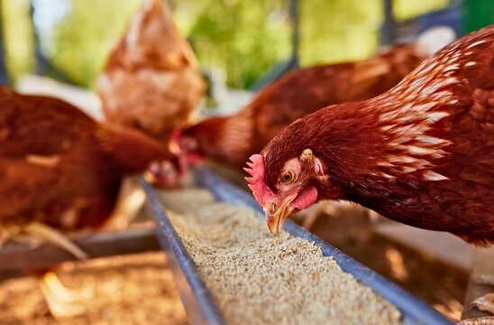 Attentive Fowls Pecking Grain from Feeder in Early Morning Light