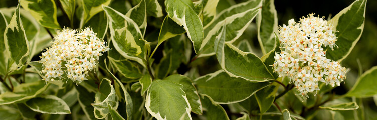 Delicate white blossoms with lush green leaves adorn nature's canvas in a vibrant garden setting during the early morning light