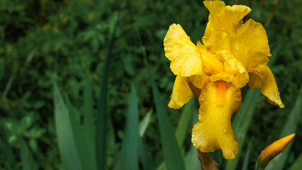 Bright golden iris blooms gracefully alongside lush greenery, showcasing nature's vibrant artistry...