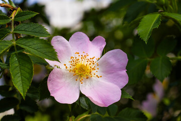 Lovely pink wildflower blooming amidst vibrant green foliage on a sunny day in a serene garden setting
