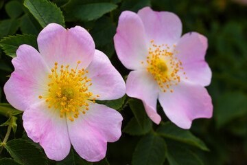 Delicate pink blossoms bloom vibrantly in a lush green garden, welcoming the warmth of spring and the beauty of nature's artistry