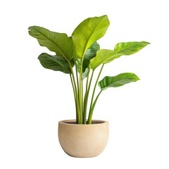 Strelitzia nicolai plant in pot on transparent background