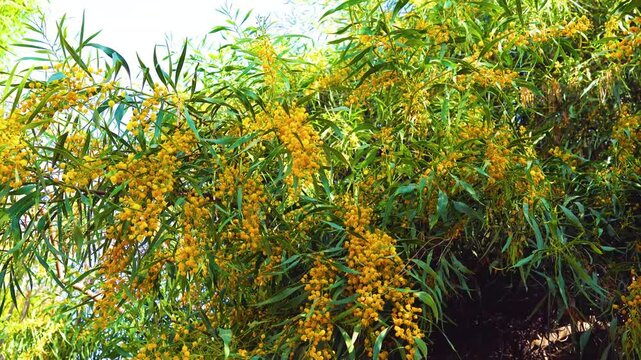 Branches of Acacia dealbated mimosa in bloom against on a spring day. Mimoza.