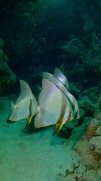 Vertical footage, Group of Spadefish floats over seabed near a coral reef, Close-up, Slow motion of Orbicular Batfish, Platax orbicularis swim above bottom