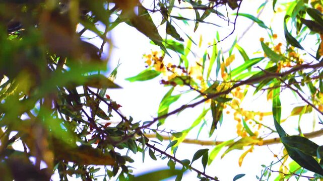 Branches of Acacia dealbated mimosa in bloom against on a spring day. Mimoza.