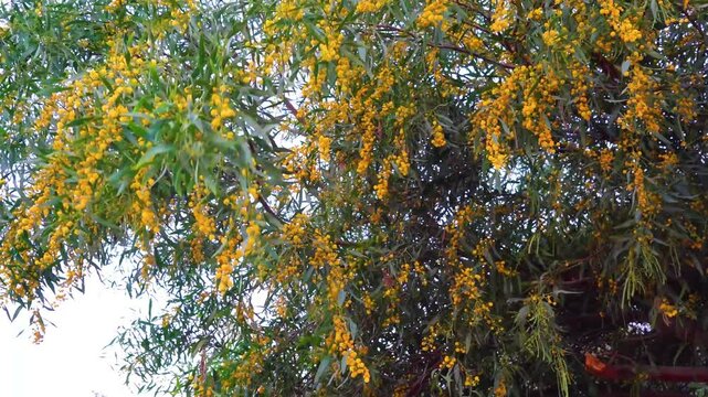 Branches of Acacia dealbated mimosa in bloom against on a spring day. Mimoza.