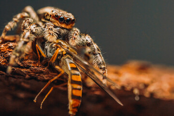 spider on the groundEuropean Robin in Cool Tones – Serene Wildlife Portrait