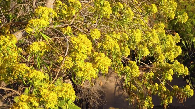 Branches of Acacia dealbated mimosa in bloom against on a spring day. Mimoza.