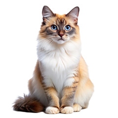 Fototapeta premium british shorthair cat