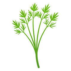 Obraz premium bunch of parsley