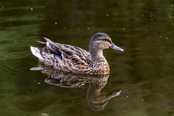 Fototapeta premium Mallard duck (Anas platyrhynchos or wild duck), from the family Anatidae, paddling in lake. 