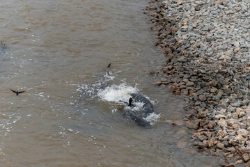 Lake Sturgeon Spawning Near The Rocky Shoreline On Fox River At De Pere, Wisconsin, Near The Dam And Rapids In Spring