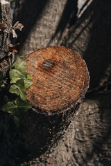  Close-up of a freshly cut tree stump with visible rings, surrounded by ivy leaves and dramatic forest shadows. Concepts of nature, deforestation or change