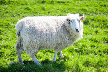 Cute sheep grazing peacefully in a green field in Westerhever Germany idyllic rural scene near the coast with natural beauty and calm atmosphere.