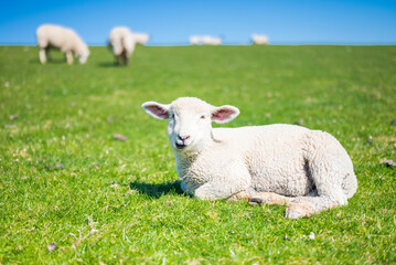 Cute sheep grazing peacefully in a green field in Westerhever Germany idyllic rural scene near the coast with natural beauty and calm atmosphere.
