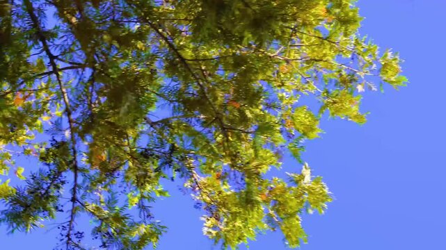 Branches of Acacia dealbated mimosa in bloom against on a spring day. Mimoza.