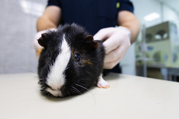 Veterinarian wearing gloves carefully examining a black and white guinea pig resting on an examination table in a veterinary clinic, ensuring proper health and care for the pet.