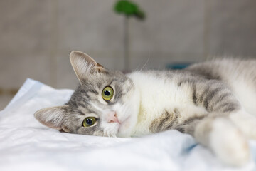 Gray and white domestic shorthair cat lying on white absorbent veterinary blanket, resting after medical procedure in veterinary clinic. Cute cat looking at camera in veterinary hospital.