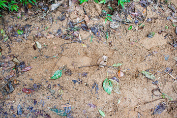 Spectacular soil texture with human footprints and some leaves of plants and trees in a rainforest.