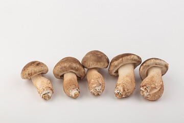 fresh pine mushrooms isolated on white background.