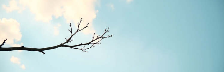 Obraz premium lone branch stretches pale blue sky wispy clouds intricate silhouette sharply defined warm morning