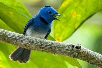Black-naped Monarch 