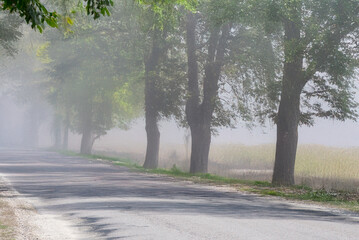 A peaceful rural road lined with tall trees is enveloped in a soft morning mist, creating a calm, dreamy atmosphere.