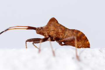 Punaise insecte 