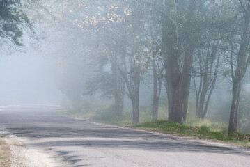 A peaceful rural road lined with tall trees is enveloped in a soft morning mist, creating a calm, dreamy atmosphere.