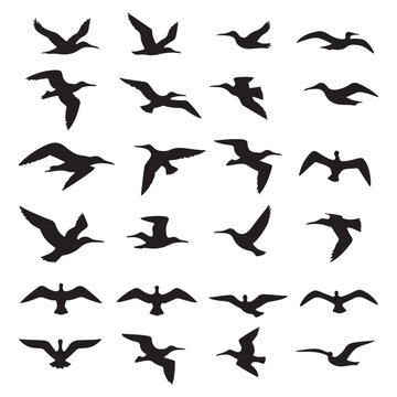 A set of multiform flying seagulls.