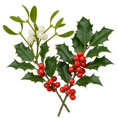 Fototapeta premium holly branch with red berries