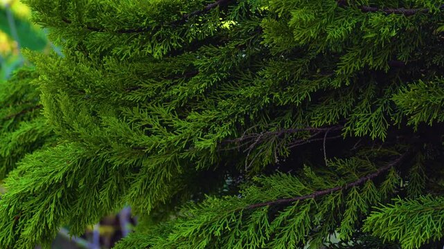 The branches of the Thuya conifer sway in the wind, in the bright sunlight