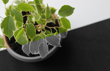 The diagonal line divides the image of a plant in a clay pot into color and monochrome parts
