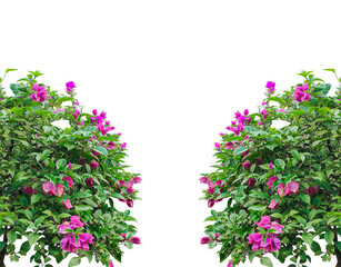 Beautiful pink flowers frame blooming on a white background, perfect for a spring garden or summer floral display